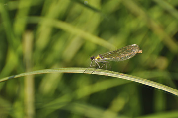 Dragonfly sits on a green plant. Insect, wild nature, animals, fauna, flora, plants, beauty 