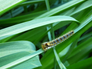 La marche lente mais assurée d'une belle chenille sur un fin brin d'herbe.