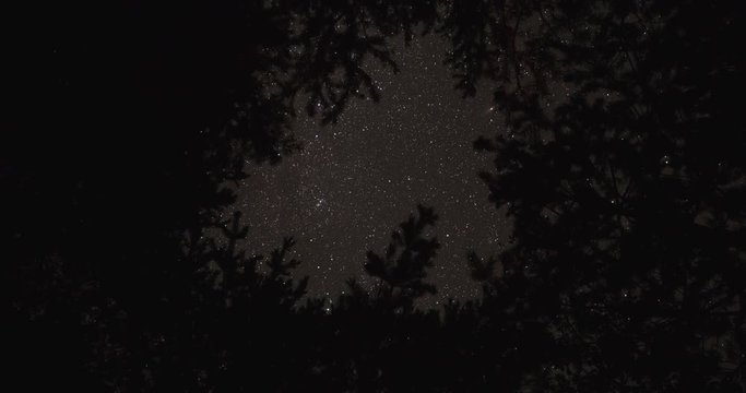 Motion time lapse of stars looking straigh up through pine forest underbrush