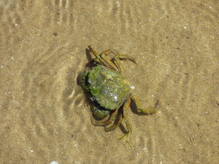 Sur la plage aux crabes.