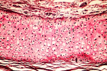 Elastic cartilage of human outer ear, light micrograph