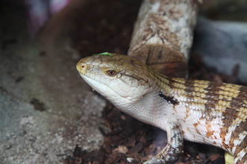 gekko mangeant de la salade