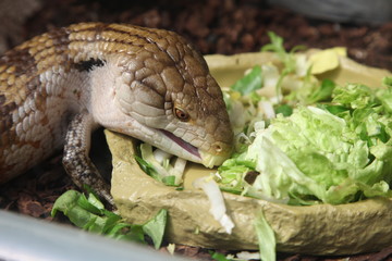 gekko mangeant de la salade