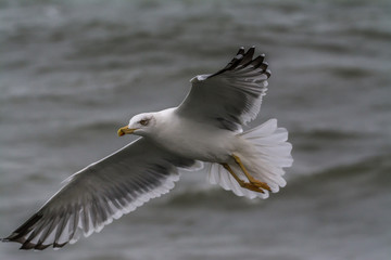 yellow-legged gull