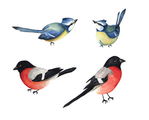Cute birds. Watercolor hand drawn