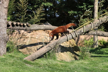 Panda roux a l'affut