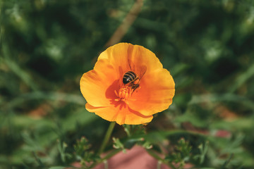 Flying Honey bee collecting pollen from orange flower with sunlight of spring season