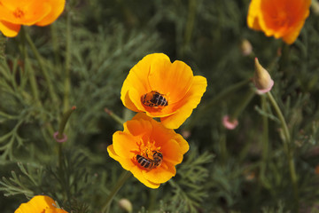 Fototapeta premium Flying Honey bee collecting pollen from orange flower with sunlight of spring season.