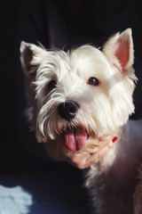 Happy girl girl with dog at window