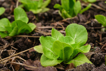 Fresh green romaine or cos lettuce growing in vegetable garden