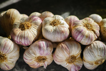 Fresh french violet and rose garlic from Provence, France