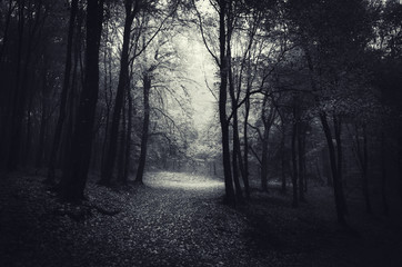 Fototapeta na wymiar horror forest scene at night