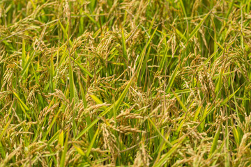 Fototapeta premium French rice plantation in Camagrue, Provence of Languedoc