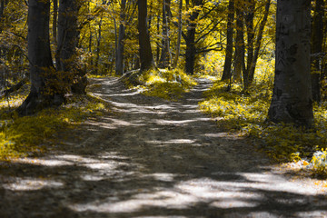 forest road