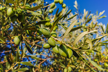Ripe green olives on the tree
