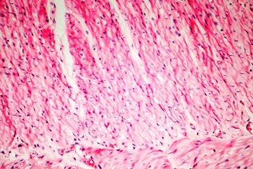Human smooth muscle, cross section, light micrograph