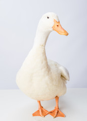 White Duck Mallard Looking