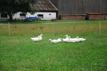 Bavarian tour in summer
