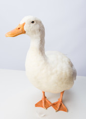 White Duck Mallard Side