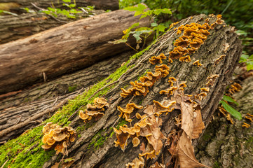 Fungus and moss growing on old rotten wood