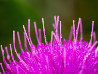Obraz premium Pink blossom of a thistle flower, close-up