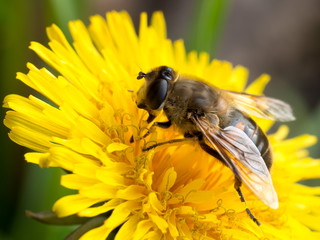 Bee sitting on a dandelion flower