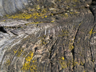 Old wood texture with lichen