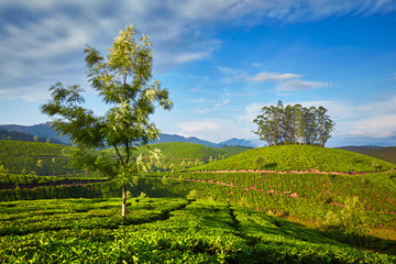 Fototapeta na wymiar Tea plantation in the morning, India