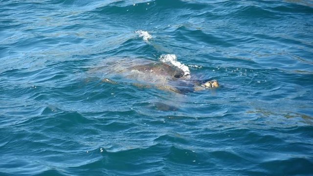 Giant sea turtle pokes head out of the ocean