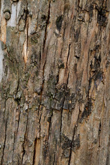 Obraz premium Wood textures