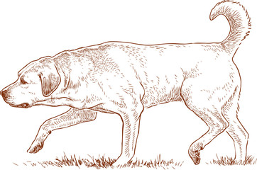 Retriever is hunting