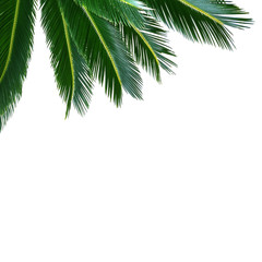 Fototapeta na wymiar tropical palm sammer frame