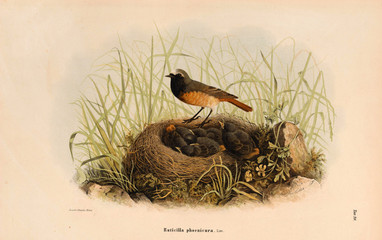 Illustration of birds.