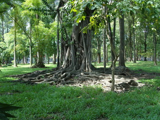 Árbol