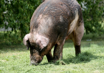  Duroc male pig graze on organic bio farm household