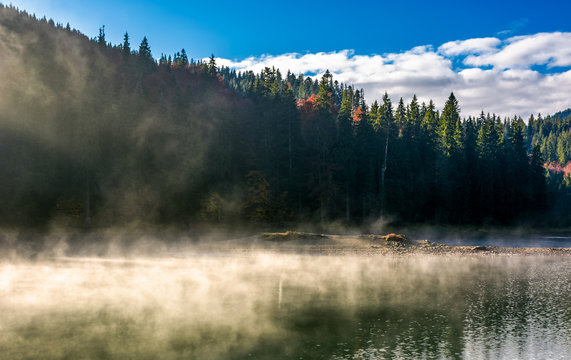 boiling water of lake in spruce forest. beautiful nature background in fine autumn weather