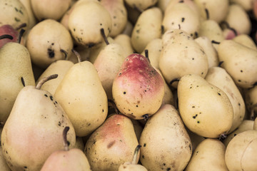 pile of ripe pears as a background