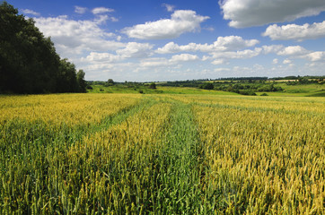 Wheat field.Summer scene.