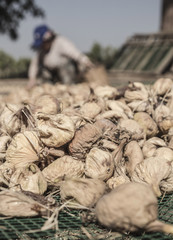 fig fruits spreading on platforms under the sun in order to dry