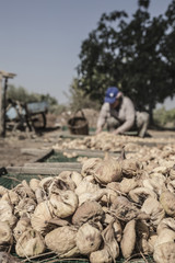  fig fruits spreading on platforms under the sun in order to dry