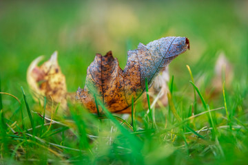 Oak Leaf in Grass
