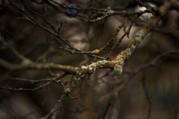 twigs bark moss