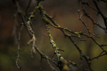 twigs bark moss