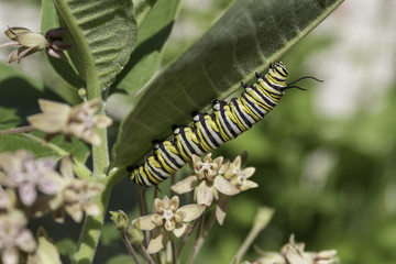 Monarch Caterpillar