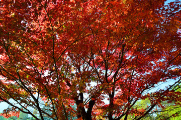 Fototapeta premium 金鱗湖の紅葉