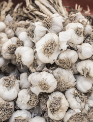 pile of garlic as a background