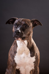 Pitbull terrier portrait at studio