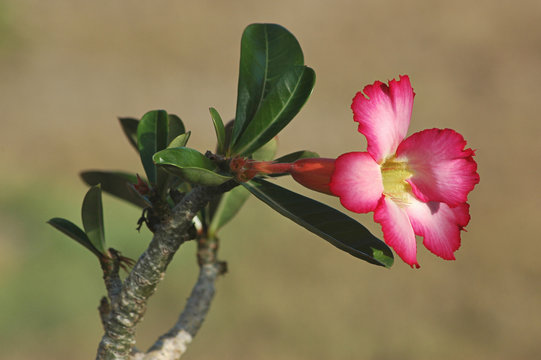 Pink Adenium obesum flower or commonly known as desert rose, or Impala lily with small leaves under midday sunlight with shallow depth of field