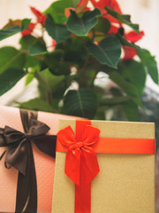 poinsettia Christmas star and gift boxes
