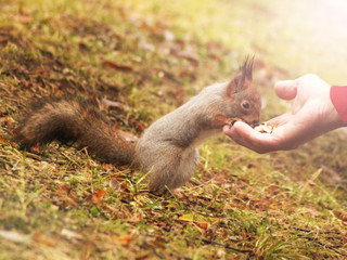 Cute grey squirrel eating in the park